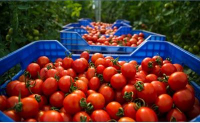 ما علاقة فيروس إنتاج الطماطم المستديرة بانخفاض أسعار الطماطم
