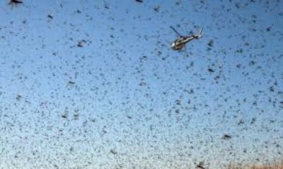 أسراب من الجراد تجتاح مدينة لاس فيغاس الأمريكية