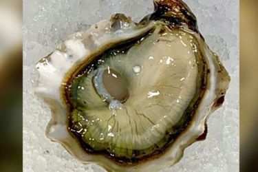 زوجان يعثران على لؤلؤة حقيقية في محارة خلال العشاء