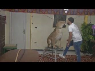 مروض يروي تفاصيل ترويض الأسود داخل منزله