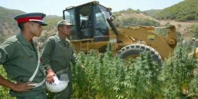 حزب السنبلة يصف القنب الهندي بـالإرث الزراعي