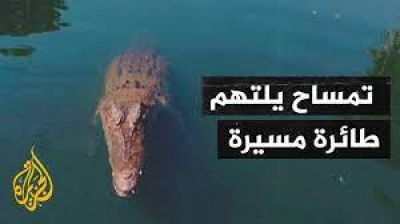 غريب وعجيب ... تفاصيل اصطياد تمساح لطائرة