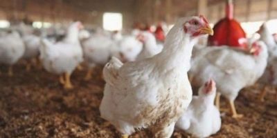 انخفاض صاروخي في أسعار الدواجن وهذا ما قرره مسؤولو القطاع