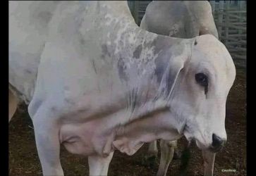 فضيحة استيراد الجاموس البرازيلي تحت مجهر وسائل التواصل الاجتماعي 