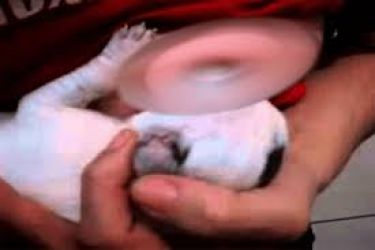 جديد قضية السيدة التي انتشر فيديو لها عبر وسائل التواصل الاجتماعي وهي ترضع كلابا