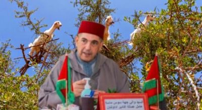 قرار عاملي يوقف جني الأركان إلى نهاية غشت لحماية الثروة الغابوية بعمالة اكادير اداوتنان