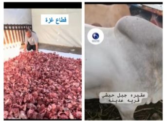 من قلب امريكا  “أم البراء الخيرية” تروي قلوب الملايين بالخير في عيد الأضحى