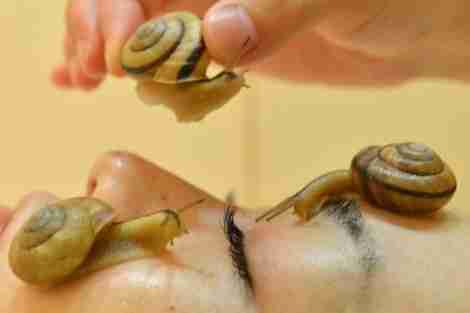 حلزون المغرب .. "كافيار" ومخّاط للتجميل في السوق العالمية