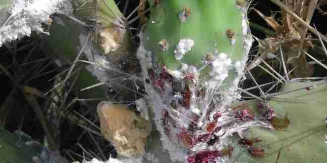 الذبابة القرمزية هجمات على سيدي بنور