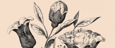 هذا اللغز دوّخ العالم على مدى 100