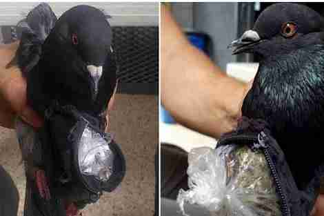 القبض على حمامة \\"تهرب\\" المخدرات إلى السجن