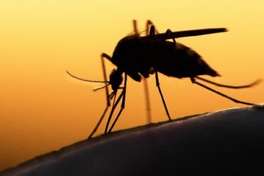 طريقة بسيطة وفعالة للتخلص من الناموس  وإزعاجه